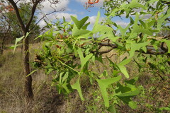 Erythrina vespertilio