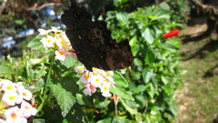 Nymphalini