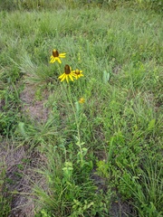 Rudbeckia texana