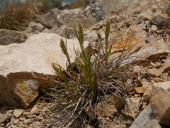 Trisetum antarcticum