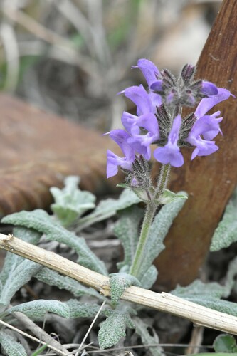 Image of Salvia canescens by (c) Марина Садыкова, some rights reserved (CC BY)