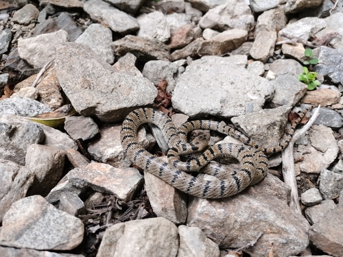 Serrate-banded Wolf Snake