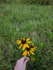 Rudbeckia texana
