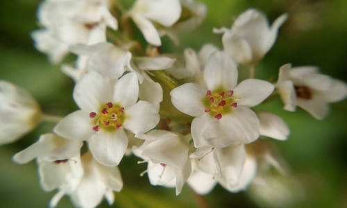 Fagopyrum acutatum