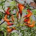 Bat's Wing Coral Tree - Photo (c) coenobita, some rights reserved (CC BY), uploaded by coenobita