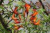 Bat's Wing Coral Tree - Photo (c) coenobita, some rights reserved (CC BY), uploaded by coenobita