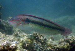Multicolorfin Rainbowfish photo 2
