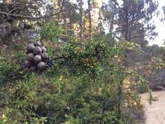 Cupressus pygmaea