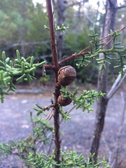 Cupressus pygmaea