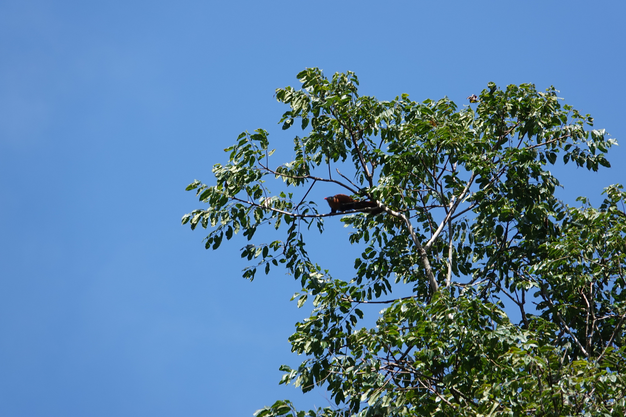 Black-bellied Cuckoo (Piaya melanogaster), photo 7