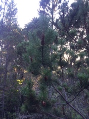 Pinus contorta bolanderi