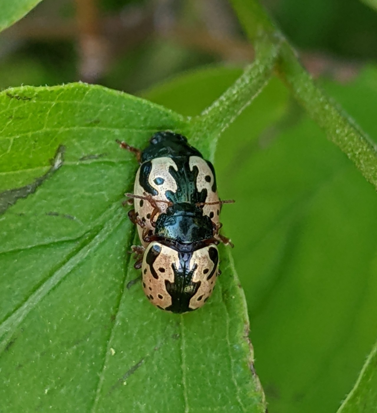 Calligrapha scalaris (J.E.LeConte, 1824)