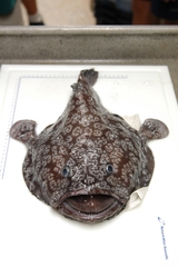 Atlantic Twospine Goosefish photo 2