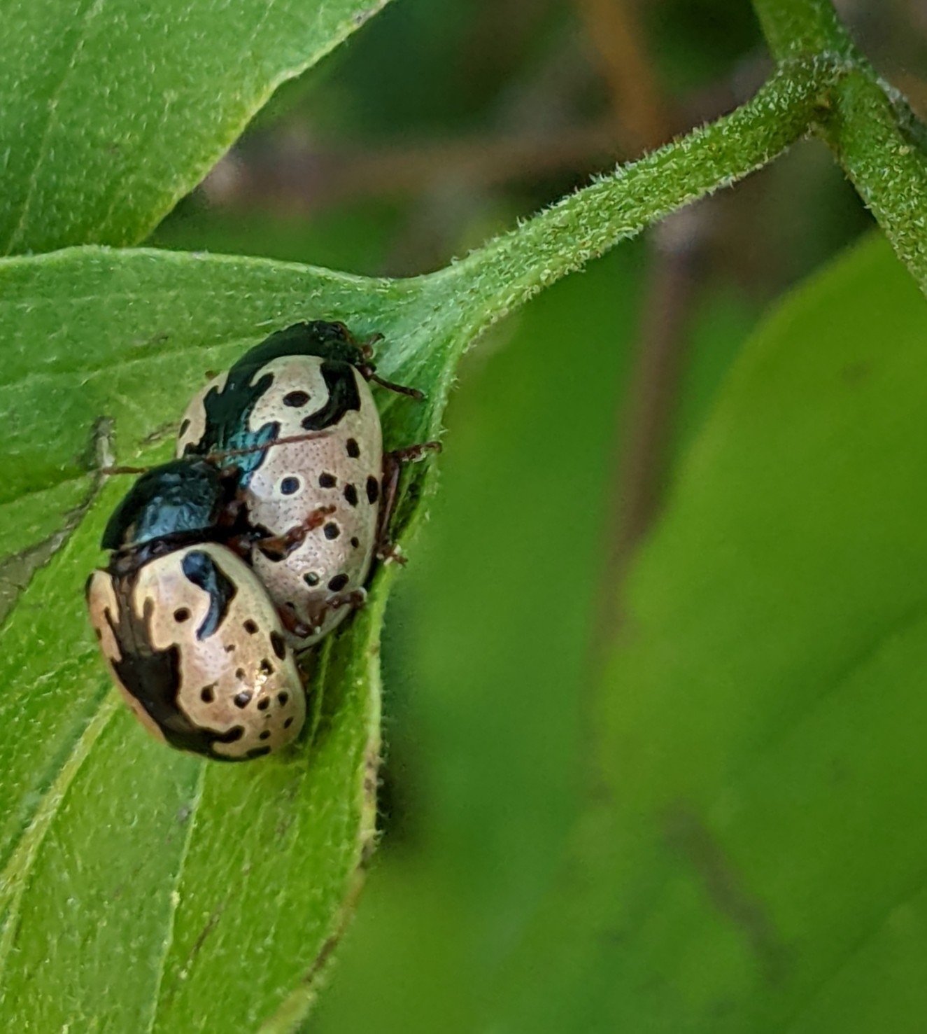 Calligrapha scalaris (J.E.LeConte, 1824)
