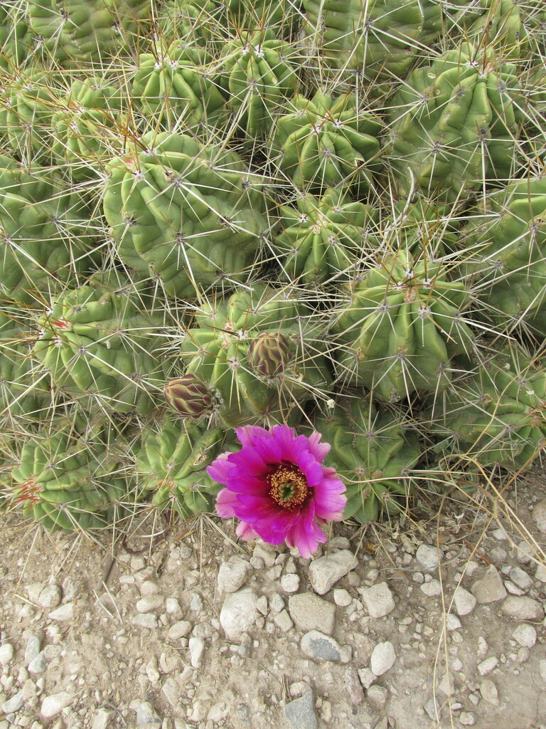 Echinocereus enneacanthus enneacanthus from López, Chih., México on