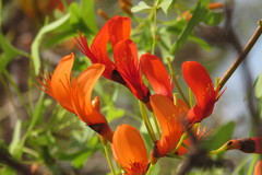 Erythrina vespertilio