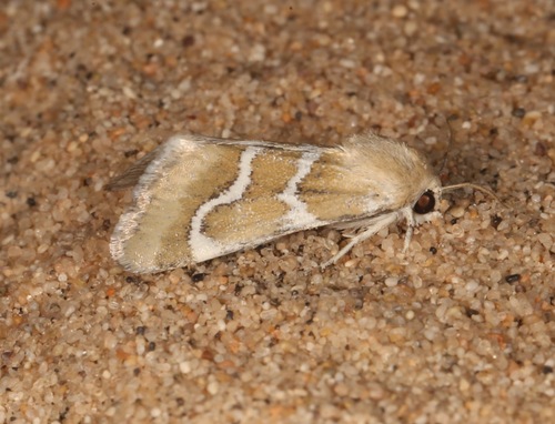 Schinia biundulata photo 2