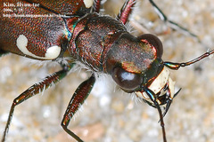 Cicindela transbaicalica