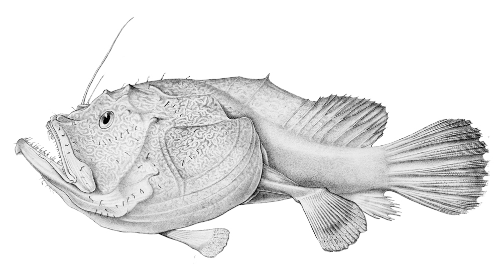 Chagos monkfish