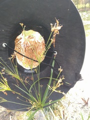 Rhynchospora corniculata