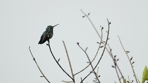 Blue-chinned Sapphire (Chlorestes notata), photo 7