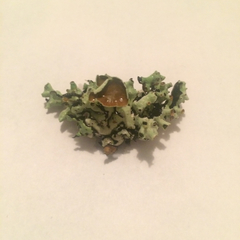 Hypogymnia enteromorpha