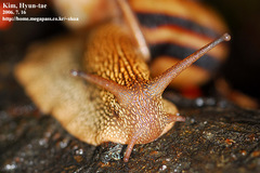 Nesiohelix samarangae