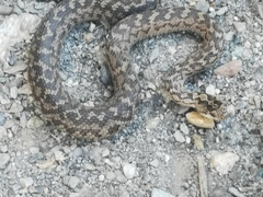 Lancang Plateau Viper photo 2