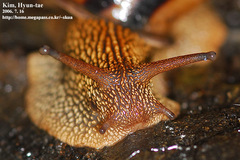 Nesiohelix samarangae
