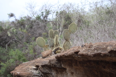 Opuntia insularis