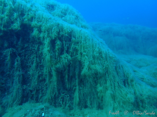 Representative image of Acinetospora