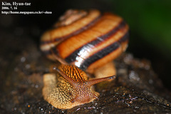 Nesiohelix samarangae