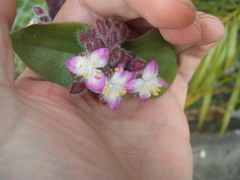 Tradescantia cerinthoides