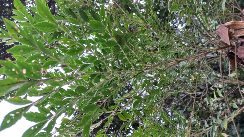 Image of Jacaranda puberula by (c) Patrícia Mees, some rights reserved (CC BY)