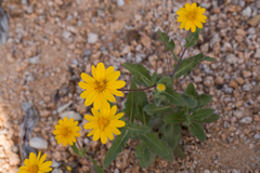 Melampodium sinuatum