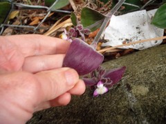Tradescantia cerinthoides