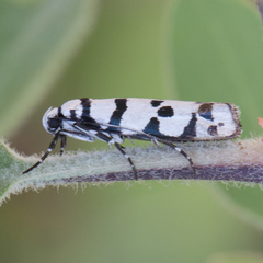 Ethmia phoenicura