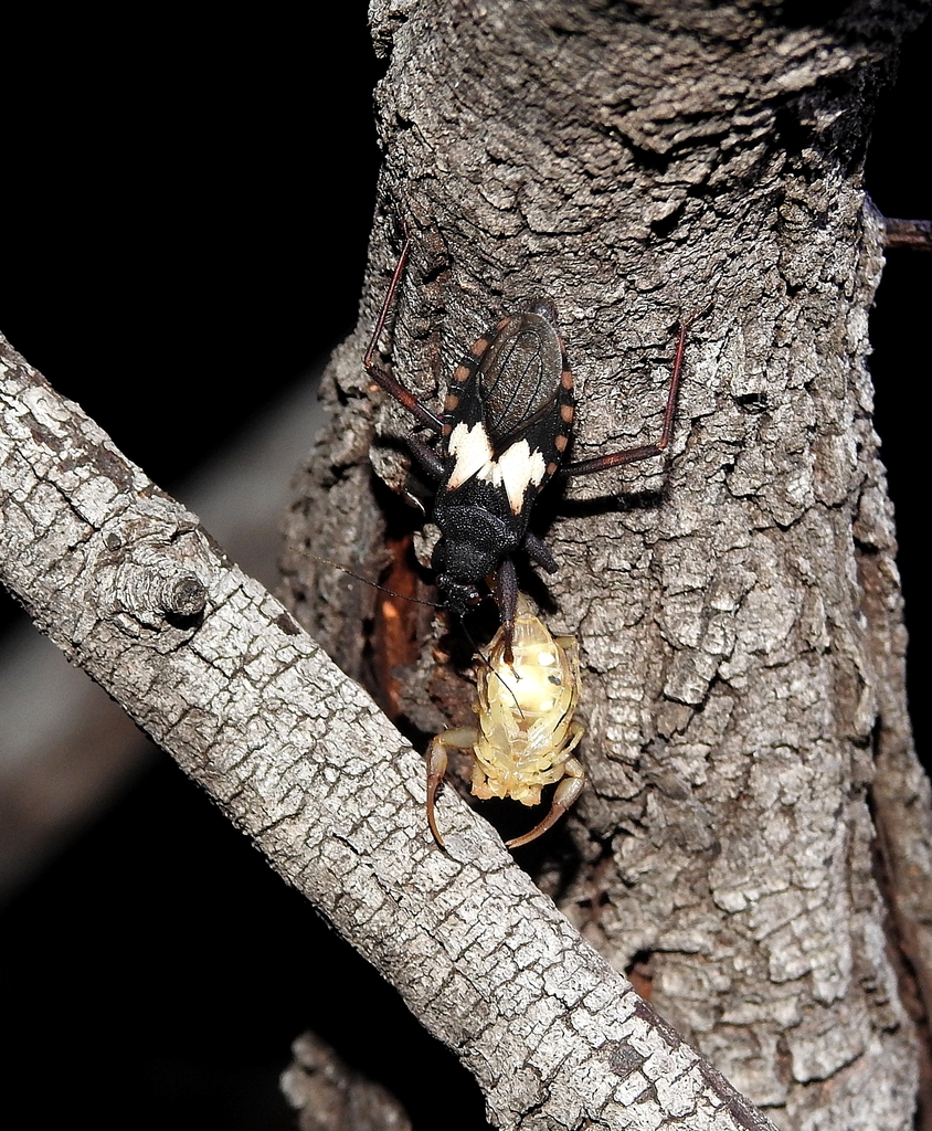 Microtomus tibialis