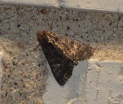Condica albigera