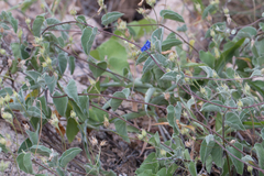 Jacquemontia abutiloides