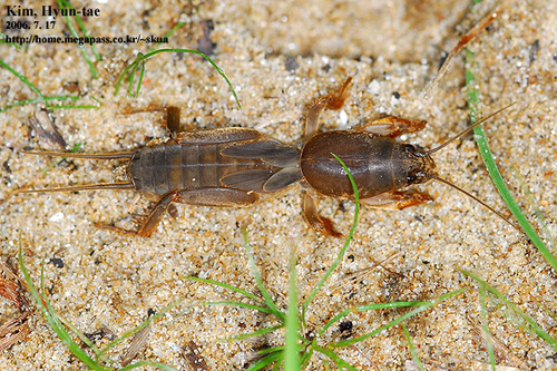 Oriental Mole Cricket