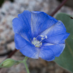 Jacquemontia abutiloides