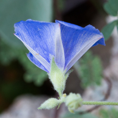 Jacquemontia abutiloides