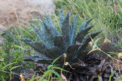 Agave sobria