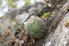 Mammillaria jaliscana
