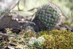 Mammillaria jaliscana