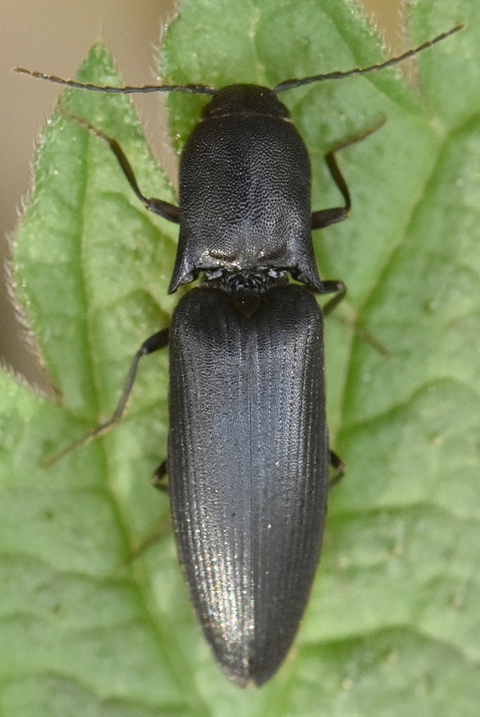 Zwarte speerkniptor, photo 1 of 7