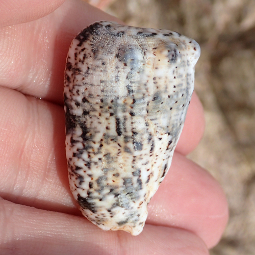 Morum tuberculosum