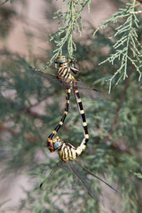 Phyllogomphoides stigmatus