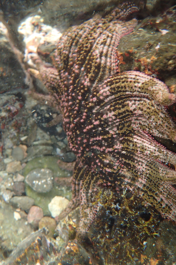 Common Sun Star